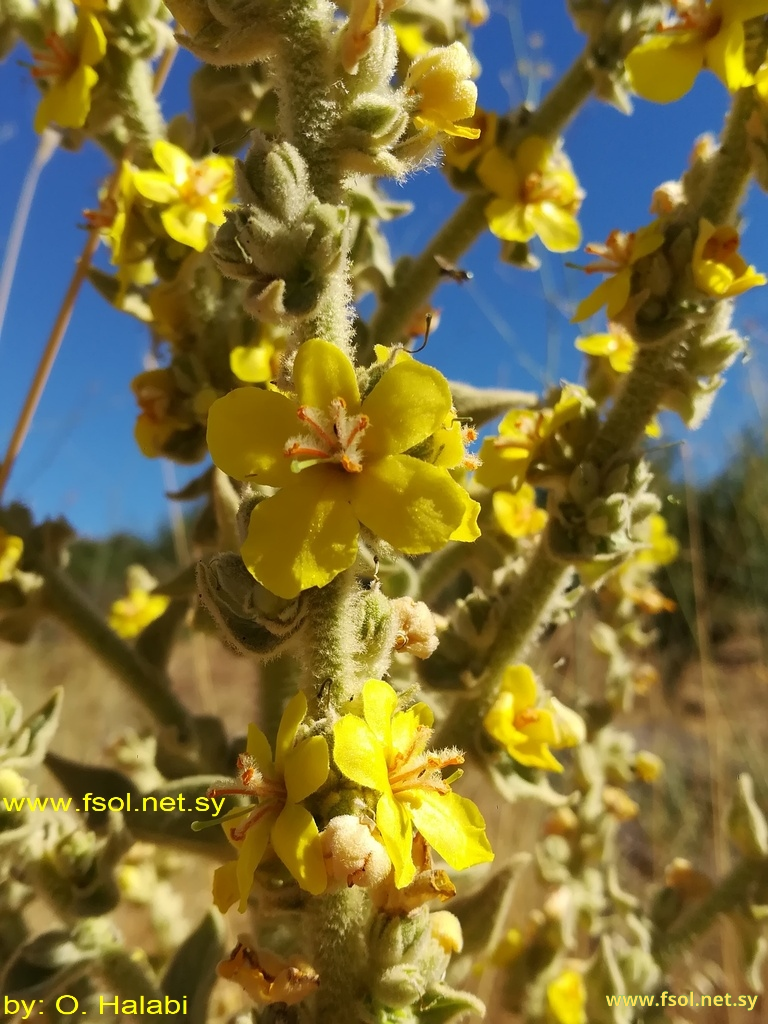 Verbascum sinaiticum Benth in DC.